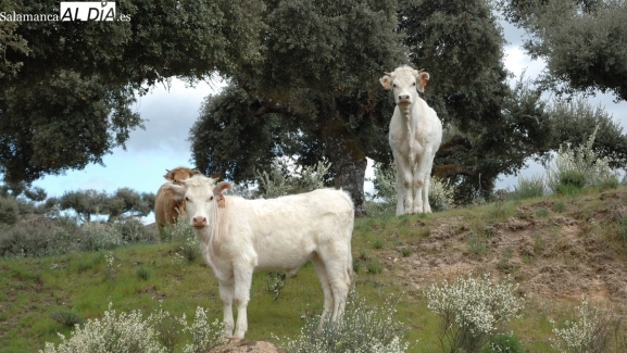 Mercado de ganado y lonja de Salamanca del 21 de abril de 2025
